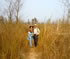Elephant Grass