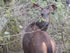 Samba Deer